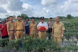 Bupati Bangka Tengah dorong kelompok tani fokus budi daya cabai