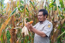 Balittra mengajak petani bertanam jagung di musim kemarau