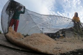 Harga udang rebon merangkak naik