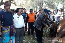 Mampukah Kupang tetap jadi gudang ternak di NTT