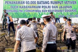 Penanaman 60.000 batang rumput vetiver