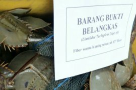 Polda Sumut sita 416 ekor satwa Belangkas Besar