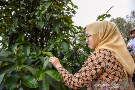 Purwakarta tingkatkan kunjungan wisata melalui Festival Manggis