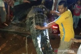 Polisi tembak mati buaya telan bocah enam tahun