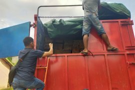 KLHK tangkap jaringan peredaran kayu ilegal di Sumsel dan Jambi