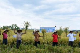 Pemkab Sergai apresiasi panen raya padi di Dolok Masihul