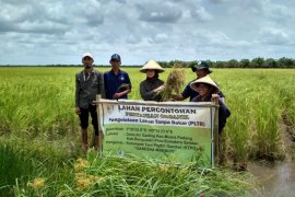 BRIN dorong solusi berbasis alam guna perbaiki ekosistem gambut Sumsel