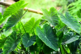 Berbagai manfaat dari  daun talas