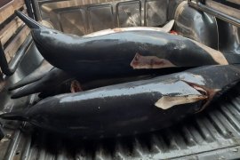 Polisi tangkap nelayan perjualbelikan secara ilegal 9 lumba-lumba