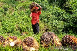 April, produksi CPO naik 12,6 persen
