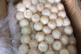 Ribuan butir telur penyu asal Kepri diamanlan Polda Kalbar