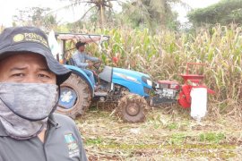 Petani Banten akhir Maret memasuki musim panen raya padi dan Jagung