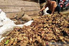 Harga jahe di Kendari tembus Rp100.000/kg