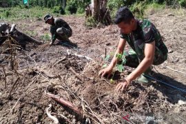 Kodim Aceh Jaya sediakan lahan pepaya madu dan jeruk siam kepada masyarakat