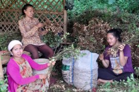 KTH Bogor tetap produktif dan panen dalam situasi COVID-19