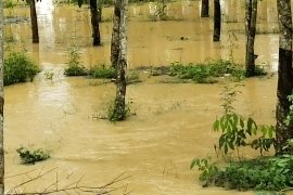 Hujan lebat yang mengguyur wilayah Kabupaten Mesuji dalam seminggu terakhir mengakibatkan banjir yang menggenangi permukiman warga dan ratusan hektare kebun mas Page 2 Small
