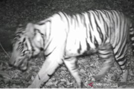 BKSDA deploys tiger traps to address recent incidents in N. Bengkulu