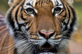 Dokter hewan IPB: Perlu riset mendalam terkait harimau positif corona