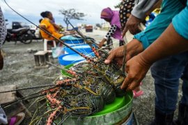 Strategi Budidaya Lobster Nasional Page 1 Small