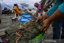 Strategi budidaya lobster nasional Page 1 Small