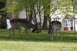 Tiga kelompok setelah Inggris putuskan "lockdown"