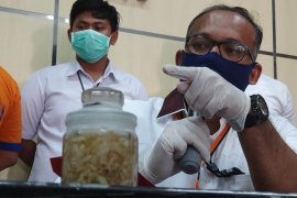 Penyelundupan benih lobster senilai Rp4,2 miliar digagalkan petugas