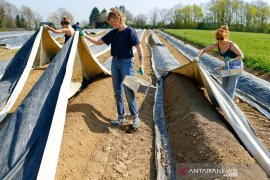 Lebih dari 70 buruh tani di Inggris positif COVID-19
