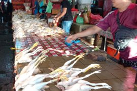 Harga daging ayam kampung di pasar Ambon normal