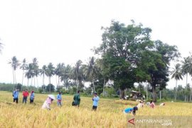 "Stay at home" tidak halangi petani desa Muaratais panen padinya