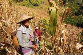 Perempuan desa di Sulteng mempunyai kemampuan olah lahan sekitar hutan
