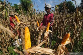 Harga Jagung di Pamekasan Turun