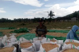 Gubernur NTB mendorong perusahaan bangun industri pengolahan jagung