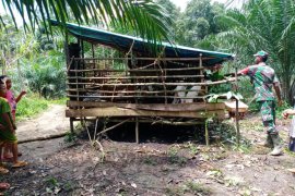 Prajurit Satgas bantu berikan pakan ternak