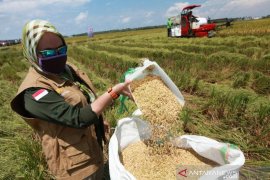 Di Kolaka, petani mulai panen padi saat pandemik COVID-19