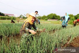 BPPSDMP dan Panah Merah kembangkan budidaya Bawang Merah melalui Polbangtan Medan