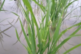 Puluhan hektare padi di Mukomuko terserang kepinding