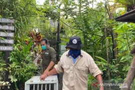 BKSDA-SBI percepat pelepasliaran bekantan dampak COVID-19