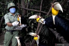 Perawatan satwa di Royal Safari Garden