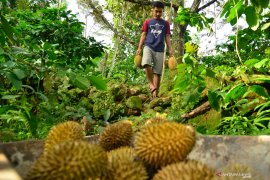 Petani Durian Oren Page 2 Small