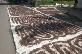 Panen coklak bantu petani Lebak Banten, apalagi harganya Rp40 ribu