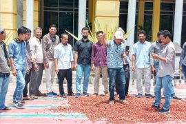 Harga anjlok, pedagang menjemur kopi di kantor bupati Bener Meriah