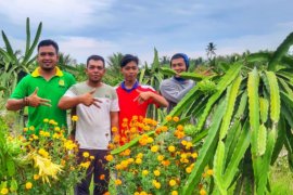 Buah naga segar petani  milenial berhasil tembus Malaysia