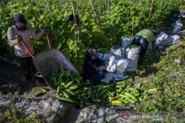 Penuruan harga sayur mayur Page 1 Small