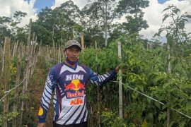 Petani Lampung Barat panen cabai merah