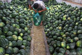 Pengusaha buah menambah stok blewah
