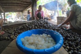 Warga Penyengat Olak pembuat kolang-kaling