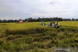 Selama COVID--19, Bulog Sultra harap petani tetap tingkatkan produksi