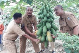 Peluang usaha baru, Kementan ajak petani Sarolongun tanam pepaya california