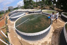 Budi daya ikan menggunakan bioflok di Sungai Duren Muarojambi