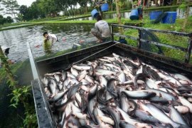 Pasar Ikan Patin Ikut Terdampak COVID-19 Page 1 Small